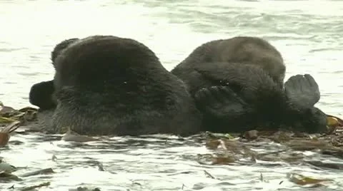 Sea ape Video stock 9026981