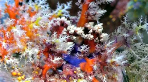 Sea apple 2 Stock Footage 10841673