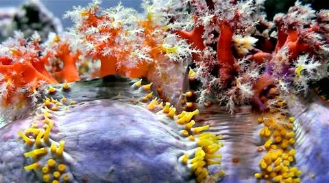 Sea apple Stock Footage 10841694