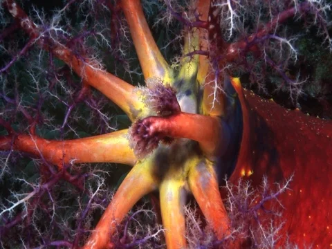 Sea Apple Stock Footage 98475914