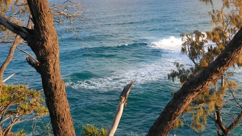 The sea in the background and in the foreground a tree in Australia Stock Footage 98415022