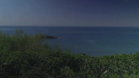 Sea background with plants foreground Video stock 346282050