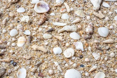Sea background. Shells and corals on coarse white sand, top view Stock Photos