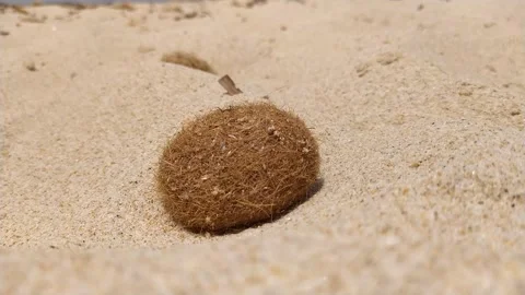A sea ball on the sand 動画素材 136471389