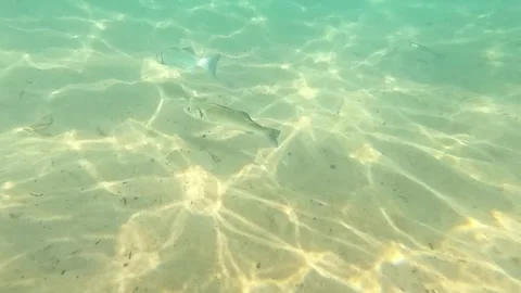 Sea Bass and White Seabream Swimming Over Sandy Beach Seabed Video stock 282663053