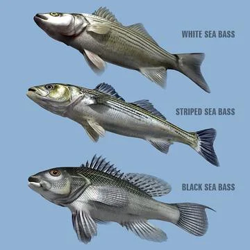 Sea Bass Family 3D Model