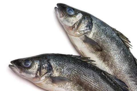 Sea bass fish on withe background Stock Photos