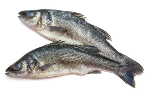 Sea bass fish on withe background Stock Photos