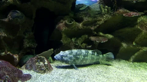 Sea bass Stock Footage 150037570
