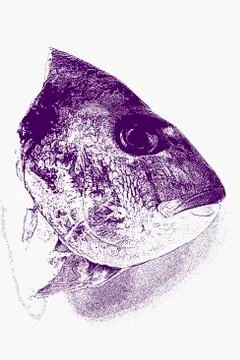 Sea bass head, dramatic effect Illustrazione stock