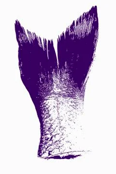 Sea bass tail, dramatic effect Stock-Illustration