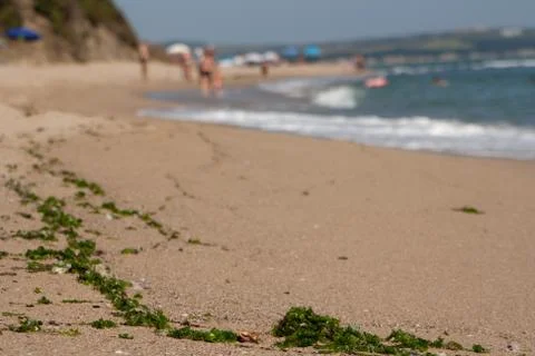 Sea beach with algae in the foreground. Stock Photos