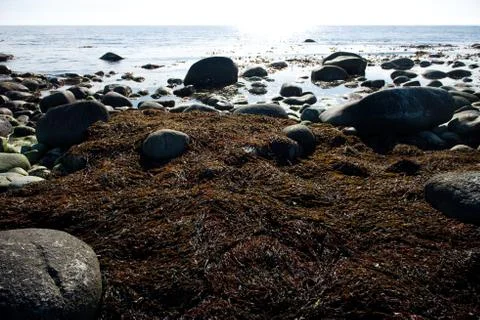Sea beach with ancient antique columns and stones with green seaweed Stock Photos