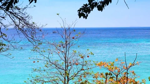 Sea beach and trees Stock Footage 89575729