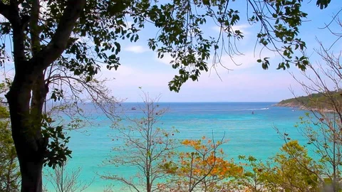 Sea beach and trees Stock Footage 89575854
