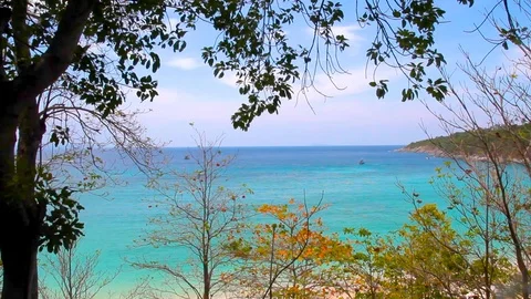 Sea beach and trees Stock Footage 89575892