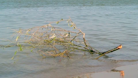 Sea beach landscape Video stock 104003477