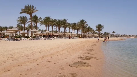 Sea beach with palm trees 스톡 동영상 113558852