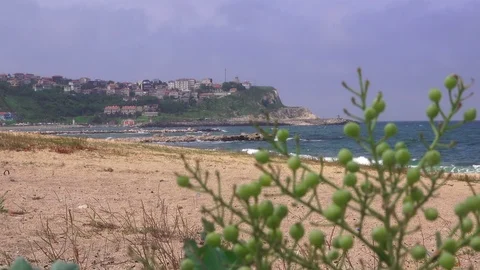 Sea beach in spring, closeup flowering grass on sand and sea background Stock Footage 90671869