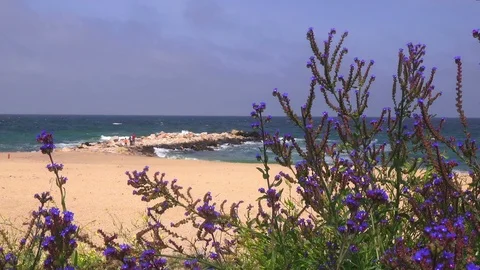Sea beach in spring, closeup flowering grass on sand and sea background Video stock 90672190