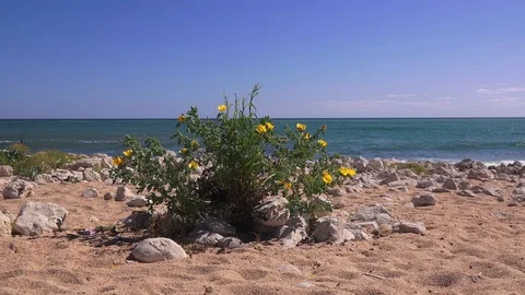 Sea beach in spring, flowering grass on sand and sea background Video stock 90676181