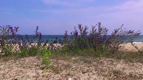 Sea beach in spring Stock Footage 90670596