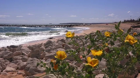 Sea beach in spring Video stock 90677684