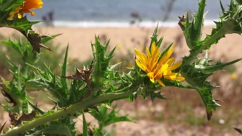 Sea beach in spring, Turkey Stock Footage 96086809