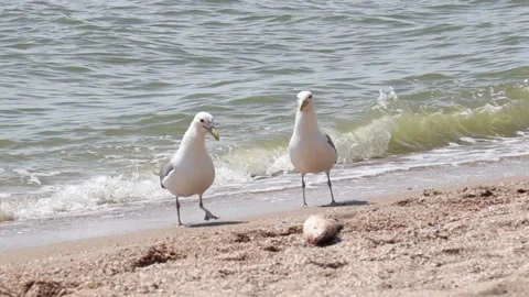 Sea beach two seagulls Stock Footage 134165067