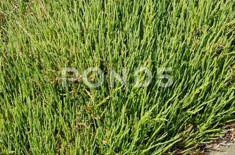 Sea beans or salicornia growing on a beach Stock Photos