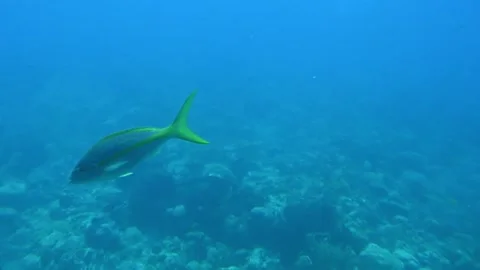 The sea bed in Barbados Stock Footage 270157767