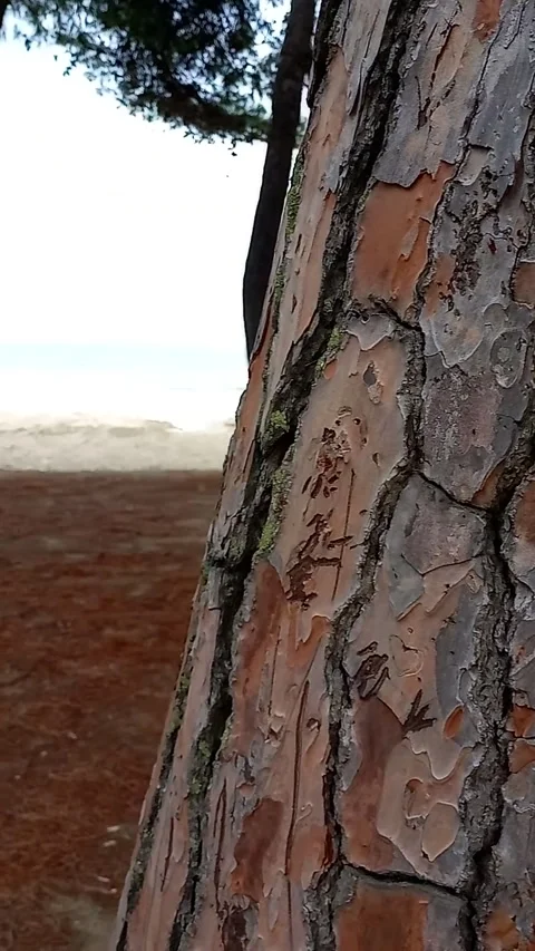 The sea behind the pine forest Video stock 287737106