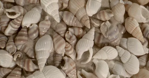 Sea Of Beige And Brown Shells Forms Tactile Visual Composition Stock Footage 334707922