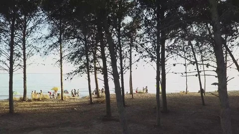 The sea beyond the trees - droneview Stock Footage 86901429