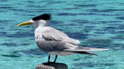 Sea Bird 1 Stock Footage 169059931