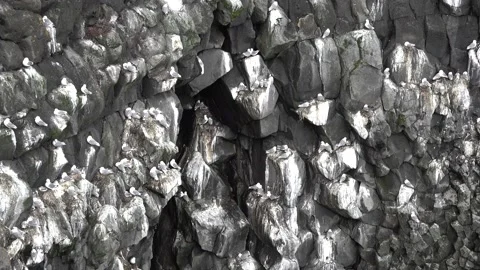 Sea bird colony nesting on steep cliffs 1 Stock Footage 136461826