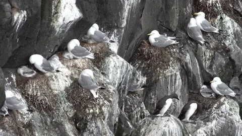 Sea bird colony nesting on steep cliffs 2 Stock Footage 136615849