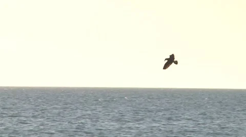 Sea bird dives in slow motion Stock Footage