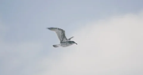 Sea bird flying in the sky Stock Footage 145276871