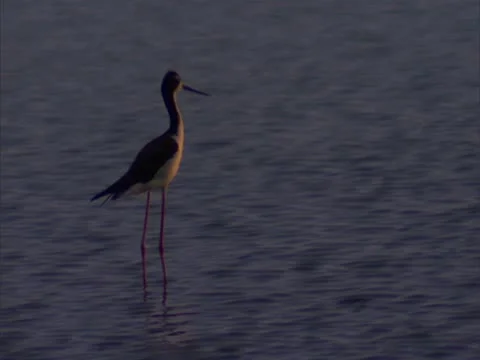 Sea Bird Stock-Footage 22242995