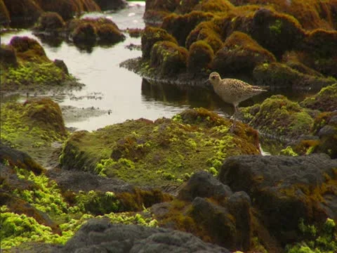 Sea Bird Stock-Footage 22243002