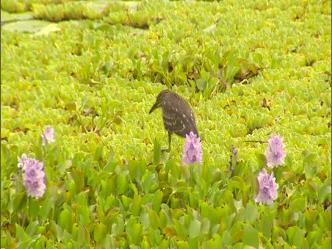 Sea Bird Stock-Footage 22243004