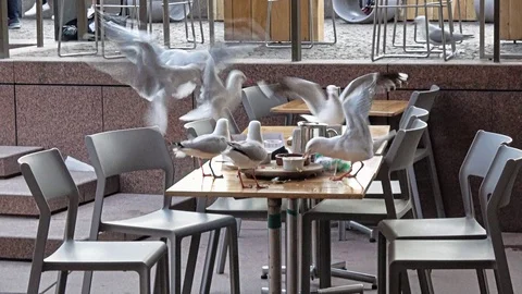 Sea bird Video stock 113707576