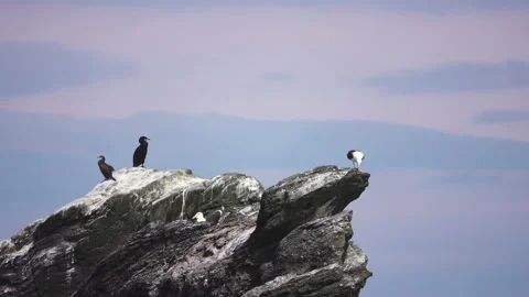Sea bird Stock Footage 134393702