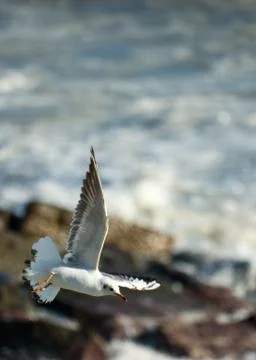 Sea bird Stock Photos