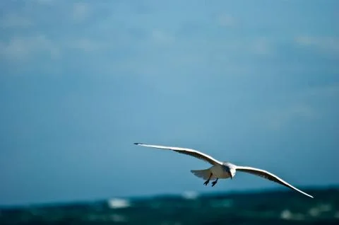 Sea bird Stock Photos