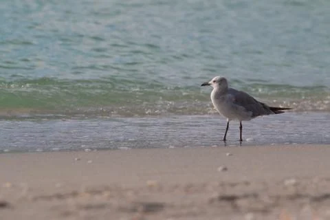 Sea bird Stock Photos