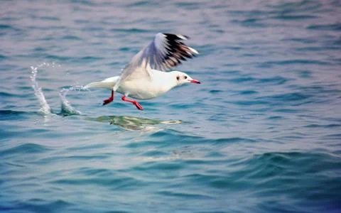 Sea Bird  Stock Photos
