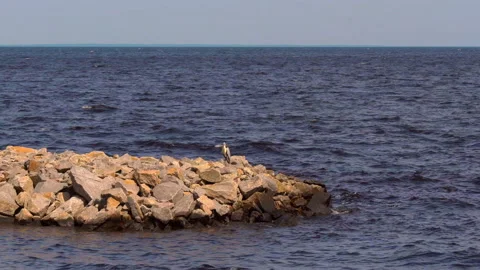 Sea bird on the rocks Stock Footage 91906943