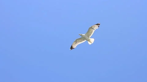 Sea bird soaring through blue sky. Ship following birds Stock Footage